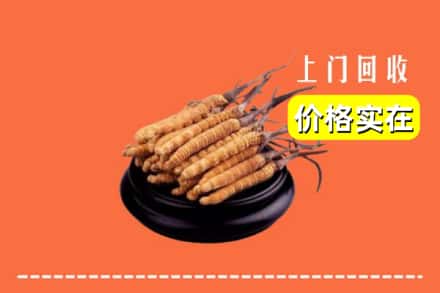 正定县回收冬虫夏草